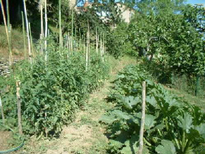 vegetable garden